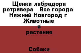 Щенки лабрадора ретривера - Все города, Нижний Новгород г. Животные и растения » Собаки   . Мордовия респ.,Саранск г.